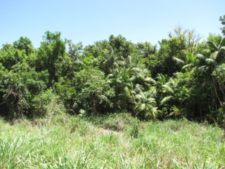 Floresta Paludosa Bacia Rio Lençois